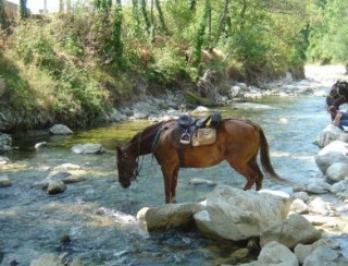  Pausa refrescanle para los caballos 
